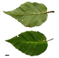 SpeciesSub: subsp. albosinensis SpeciesSub: subsp. albosinensis